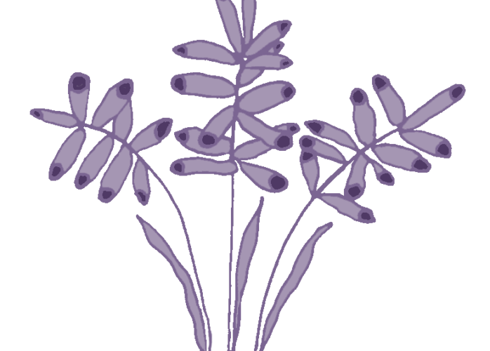 Three sprigs of lavender